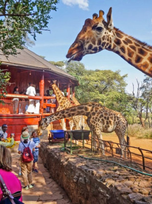 Giraffe Centre