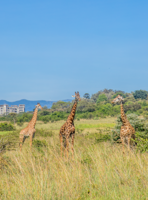 Nairobi National Park